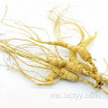 ginseng ginseng akar kesihatan